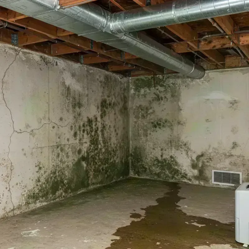 Professional Mold Removal in Third Lake, IL